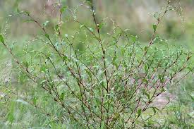 Attēlu rezultāti vaicājumam “Persicaria hydropiper”
