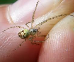 Attēlu rezultāti vaicājumam “Metellina segmentata”