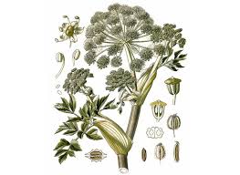 Attēlu rezultāti vaicājumam “Angelica archangelica”