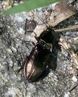 Attēlu rezultāti vaicājumam “Selatosomus aeneus”