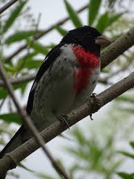 Image result for Pheucticus ludovicianus