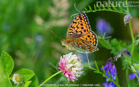 Attēlu rezultāti vaicājumam “Argynnis niobe”