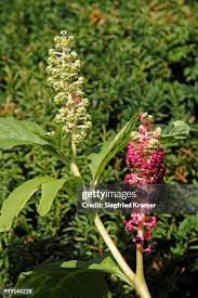 Attēlu rezultāti vaicājumam “Phytolaccaceae”