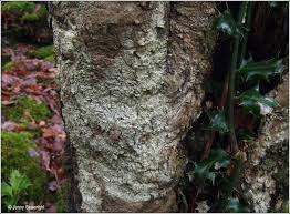 Attēlu rezultāti vaicājumam “Lecanactis abietina”