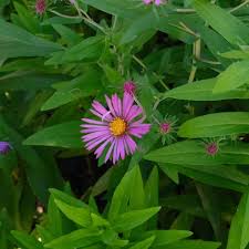 Attēlu rezultāti vaicājumam “Symphyotrichum novae-angliae”