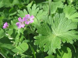 Attēlu rezultāti vaicājumam “Geranium molle”