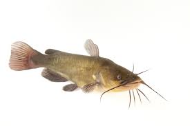 Image result for Ameiurus melas