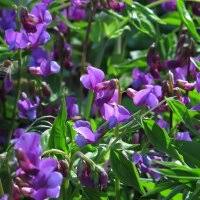 Attēlu rezultāti vaicājumam “Lathyrus vernus flower”