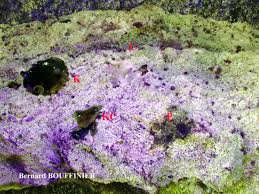 Attēlu rezultāti vaicājumam “Chaenotheca trichialis”