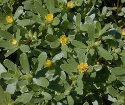 Attēlu rezultāti vaicājumam “Portulaca oleracea leaf”