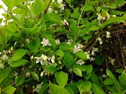 Attēlu rezultāti vaicājumam “Schisandra chinensis”
