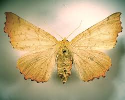 Attēlu rezultāti vaicājumam “Ennomos autumnaria male”