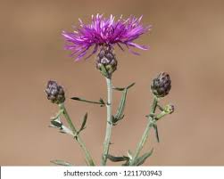 Attēlu rezultāti vaicājumam “Centaurea stoebe bud”