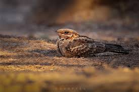 Image result for Caprimulgus ruficollis