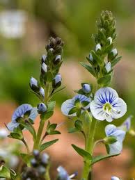 Attēlu rezultāti vaicājumam “Veronica serpyllifolia flower”