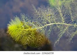 Attēlu rezultāti vaicājumam “Utricularia minor leaf”