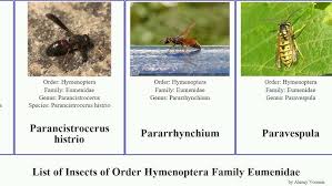 Attēlu rezultāti vaicājumam “Eumenidae”