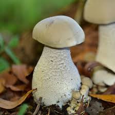 Image result for macrocybe titans