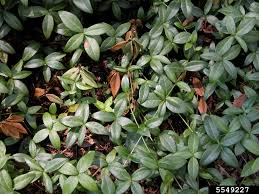 Attēlu rezultāti vaicājumam “Vinca minor leaf”