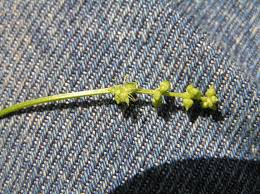 Attēlu rezultāti vaicājumam “Mercurialis perennis flower”