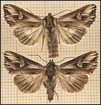 Attēlu rezultāti vaicājumam “Actinotia polyodon”