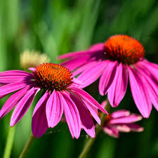 Image result for Echinacea purpurea