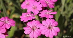Attēlu rezultāti vaicājumam “Silene viscaria flower”