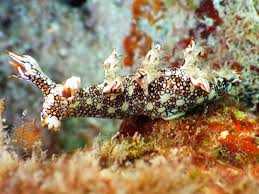 ผลการค้นหารูปภาพสำหรับ Bornella Anguilla