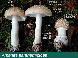 Attēlu rezultāti vaicājumam “Amanita pantherina”
