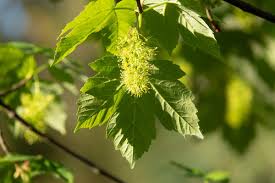 Attēlu rezultāti vaicājumam “Acer pseudoplatanus”