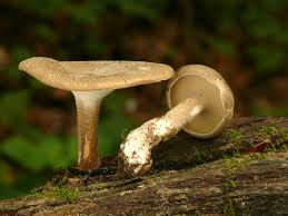 Attēlu rezultāti vaicājumam “Polyporus ciliatus”