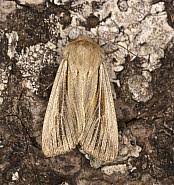 Attēlu rezultāti vaicājumam “Leucania comma”