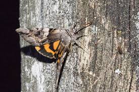 Attēlu rezultāti vaicājumam “Catocala fulminea”