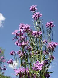 Attēlu rezultāti vaicājumam “Hesperis matronalis”