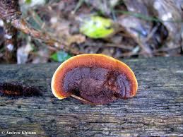 Attēlu rezultāti vaicājumam “Gloeophyllum sepiarium”