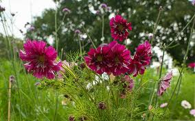 Image result for Cosmos bipinnatus `Double Click`