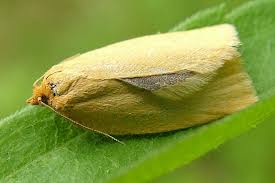 Attēlu rezultāti vaicājumam “Aphelia paleana”