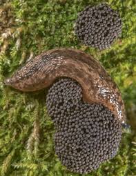 Attēlu rezultāti vaicājumam “Tubifera montana spores”