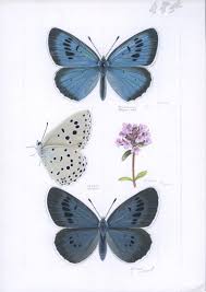 Attēlu rezultāti vaicājumam “Phengaris arion”