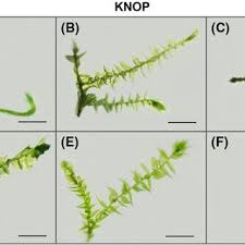 Attēlu rezultāti vaicājumam “Campyliadelphus elodes”
