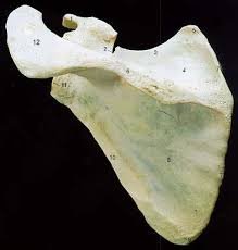 Scapula
