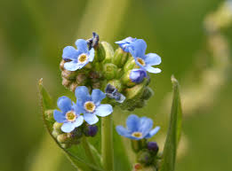 Attēlu rezultāti vaicājumam “Myosotis micrantha”
