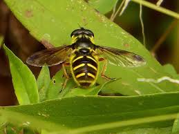 Attēlu rezultāti vaicājumam “Sericomyia sp.”
