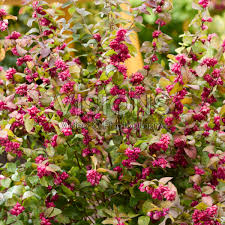 Attēlu rezultāti vaicājumam “Symphoricarpos x chenaultii”