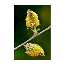 Attēlu rezultāti vaicājumam “Salix cinerea female flower”