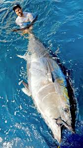 Image result for giant tuna