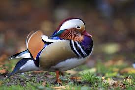 Attēlu rezultāti vaicājumam “Aix galericulata male”