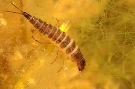 Attēlu rezultāti vaicājumam “Ilybius sp.”