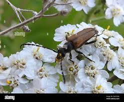 Attēlu rezultāti vaicājumam “Paracorymbia maculicornis”