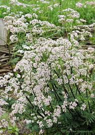 Image result for Baldrian